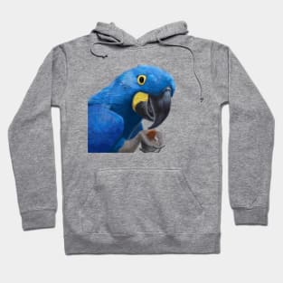 Hyacinth Macaw Parrot Hoodie